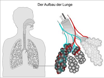 Aufbau der Lunge Folie